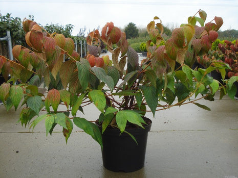 Viburnum plic. 'Mariesii'