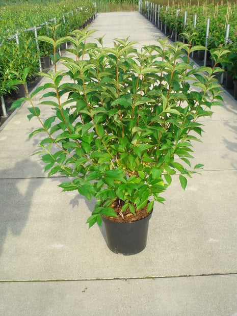 Weigela 'Bristol Ruby'