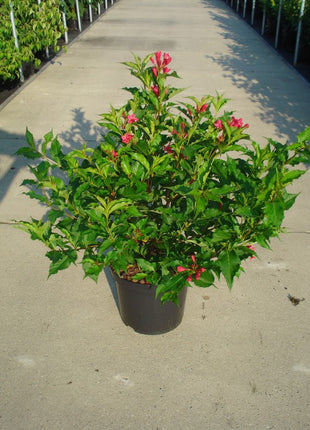 Weigela 'Red Prince'