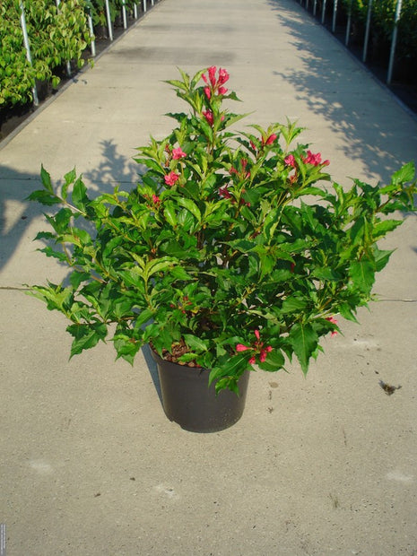 Weigela 'Red Prince'