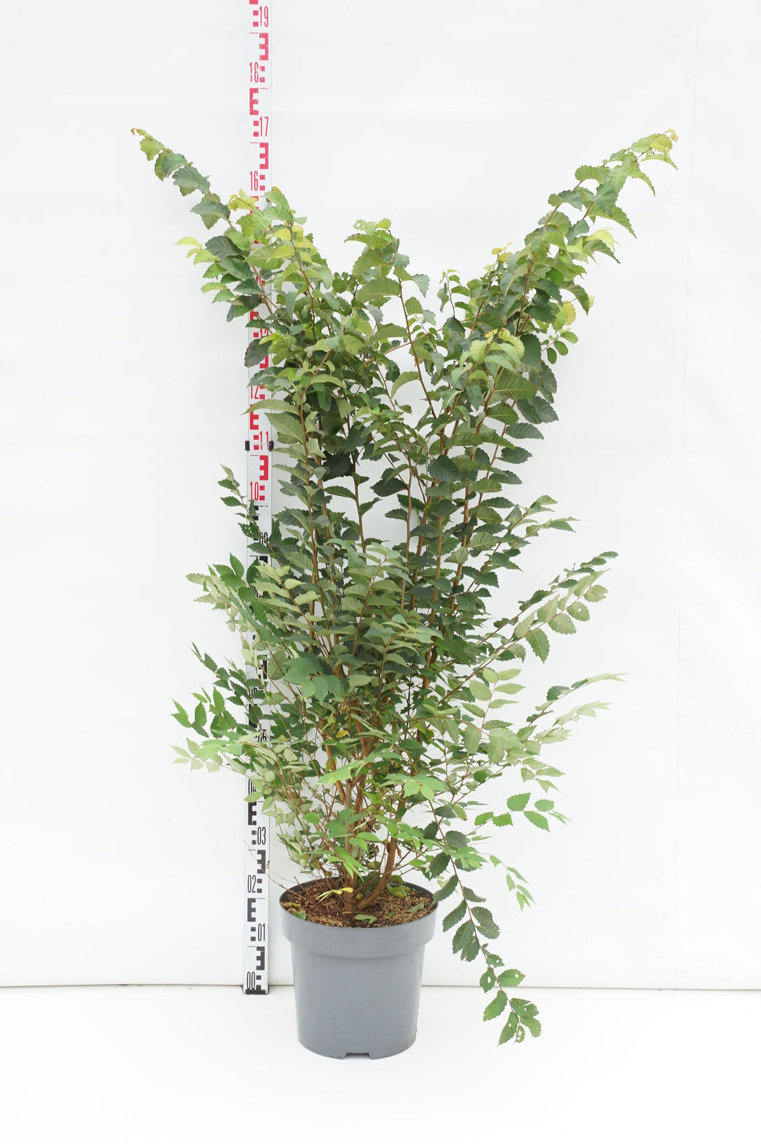 Zelkova serrata - C12 100-125 CM