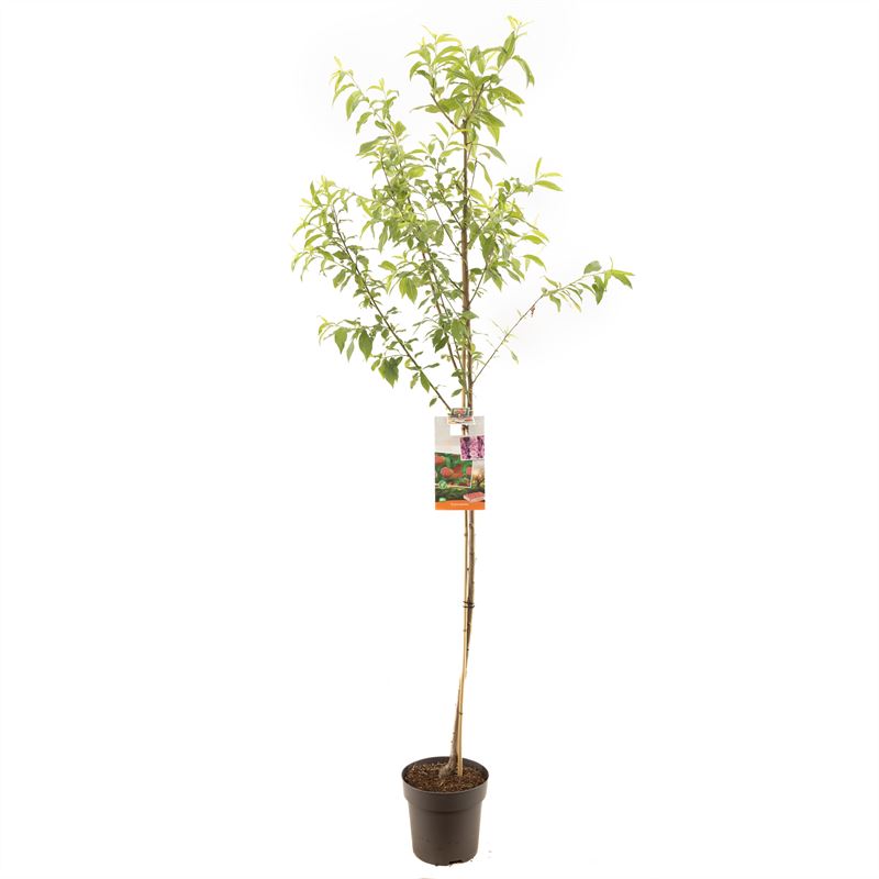 Prunus persica &