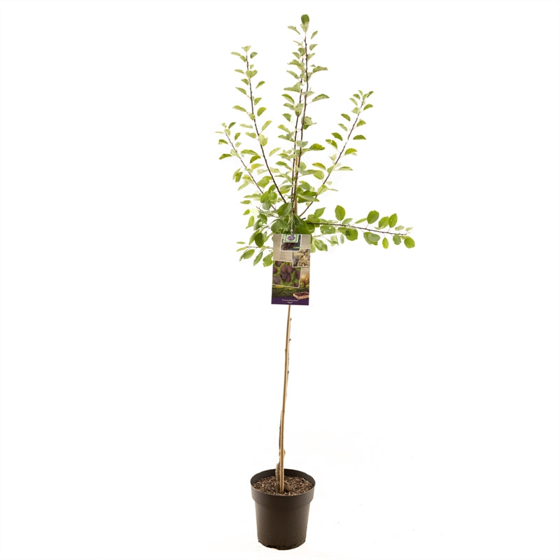 Prunus domestica &