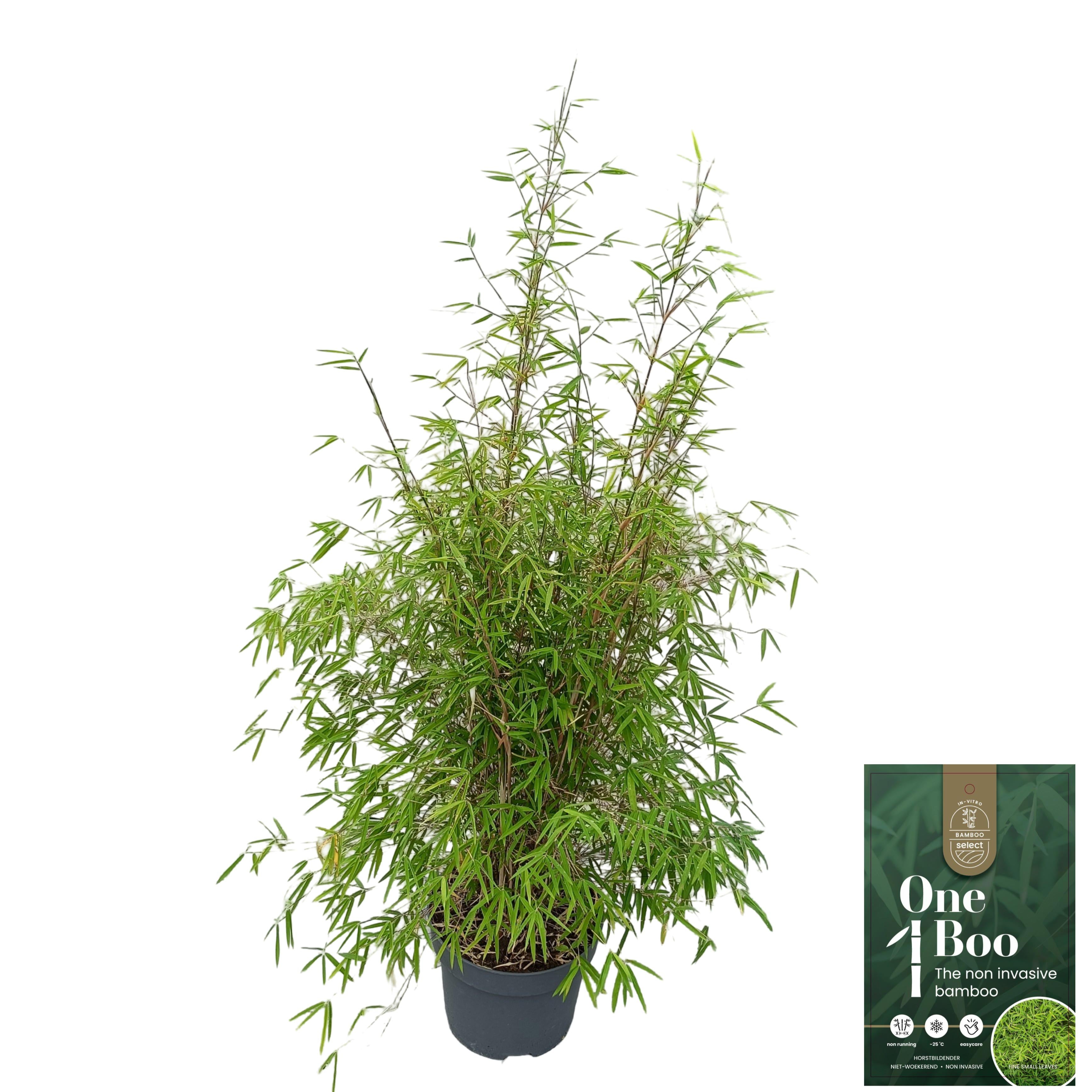 Fargesia angustissima 80-100 cm C10 (10 liters kruka)