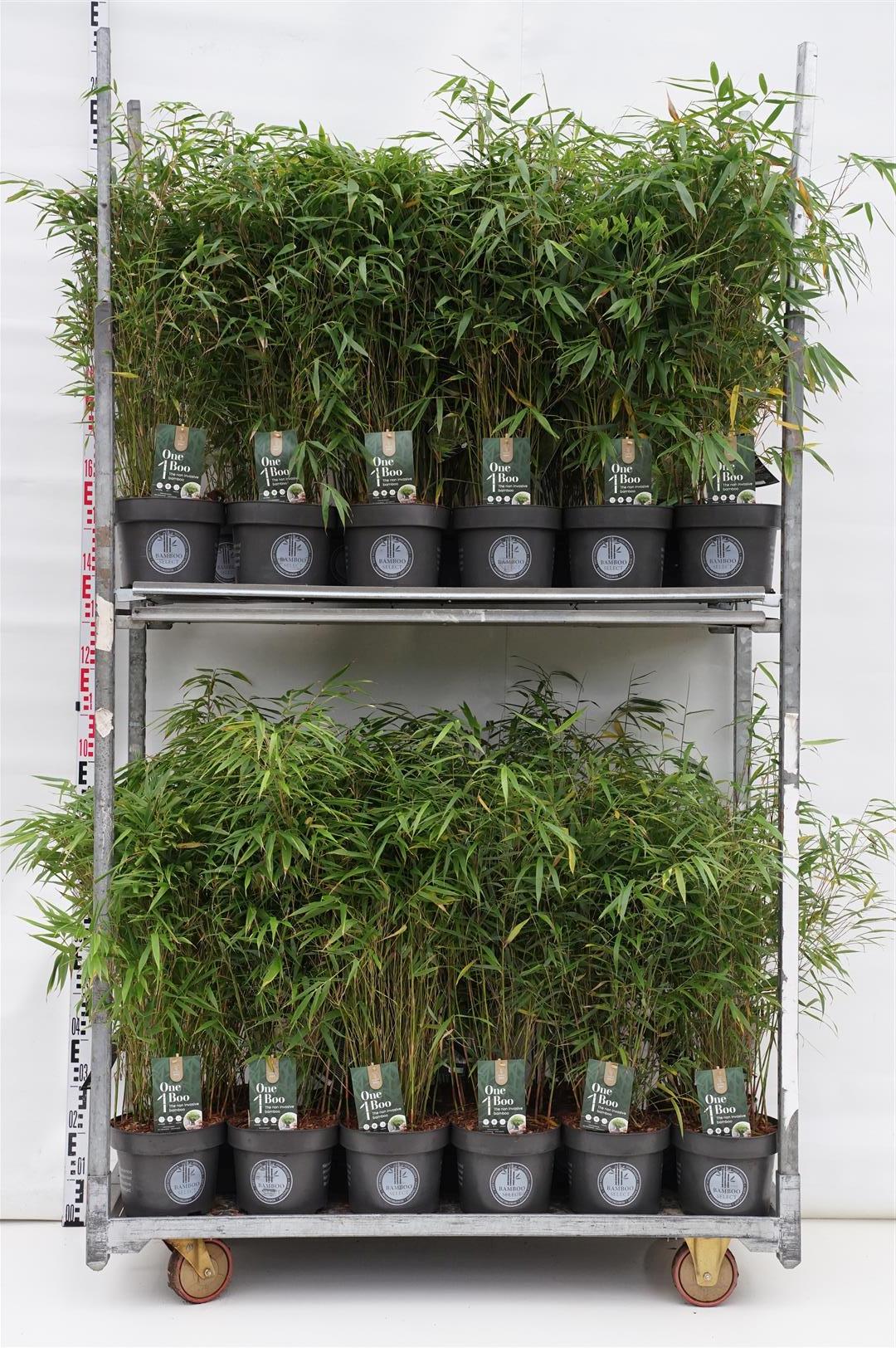 Fargesia &