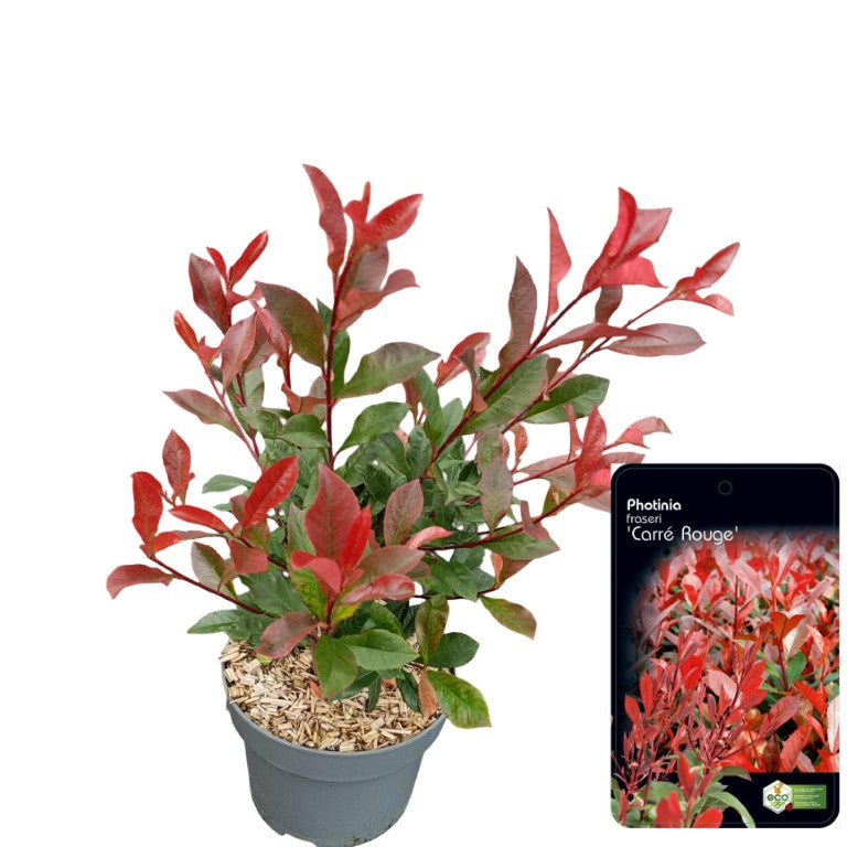 Glansmispel fraseri &