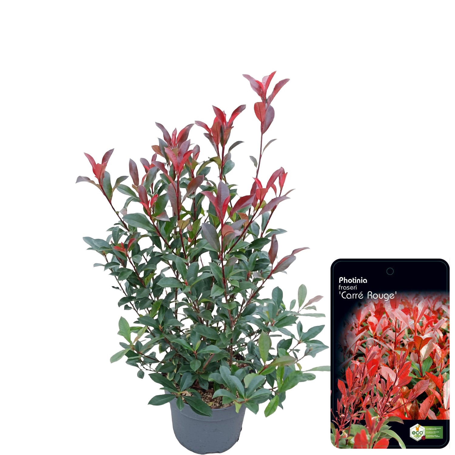 Glansmispel fraseri &