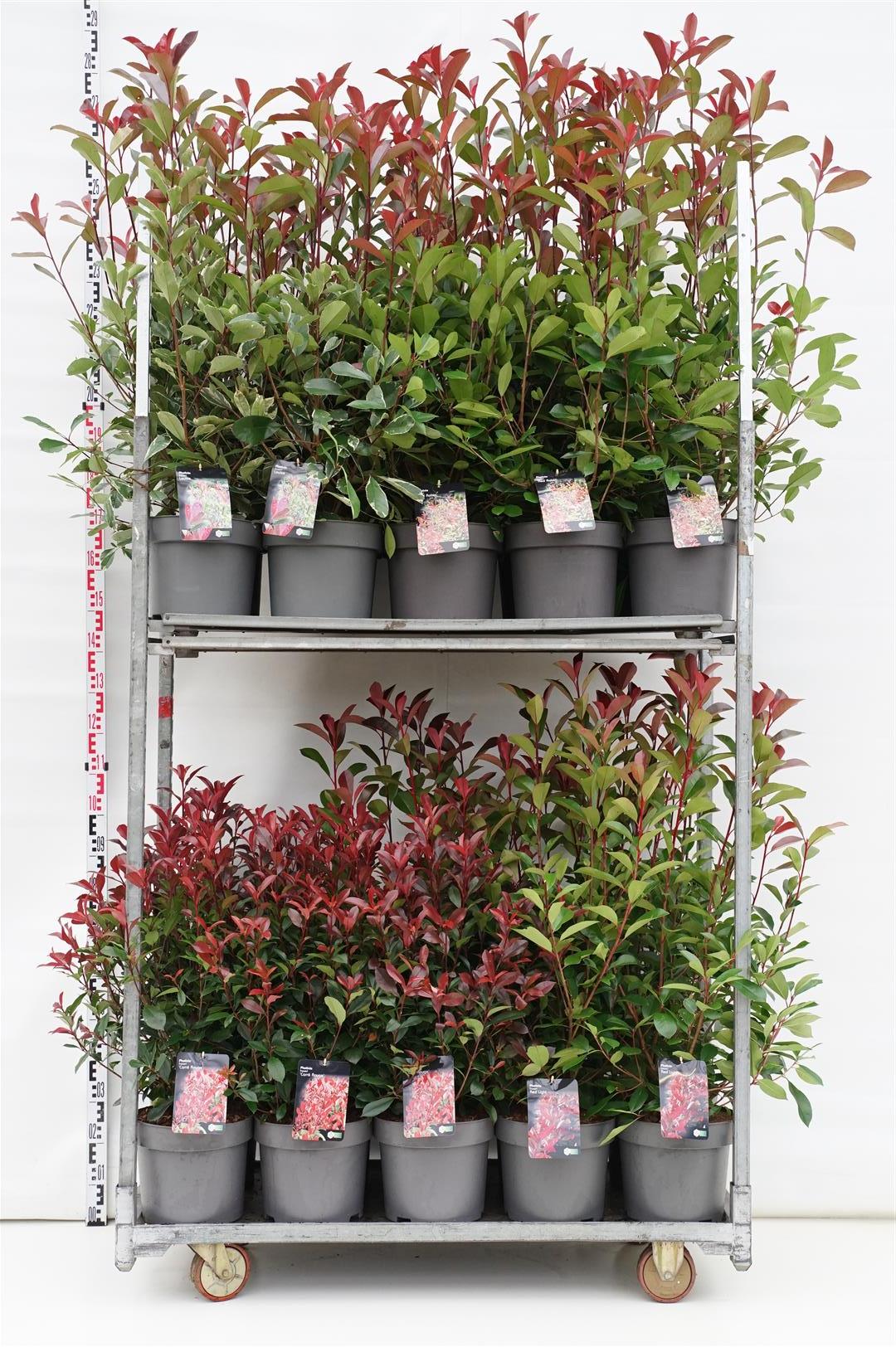 Glansmispel fraseri in cultivars - C10