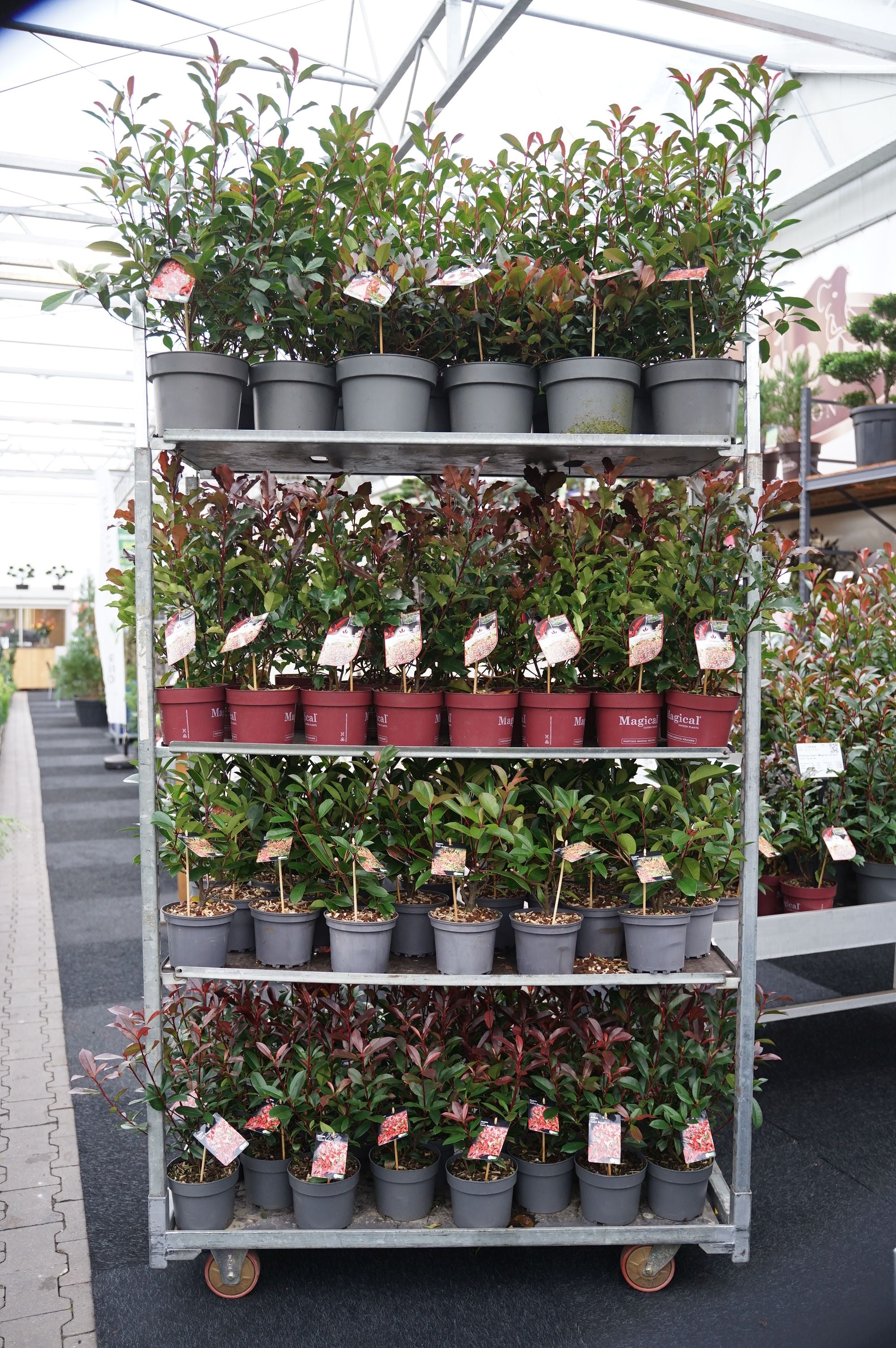 Glansmispel fraseri in cultivars - MIX CC