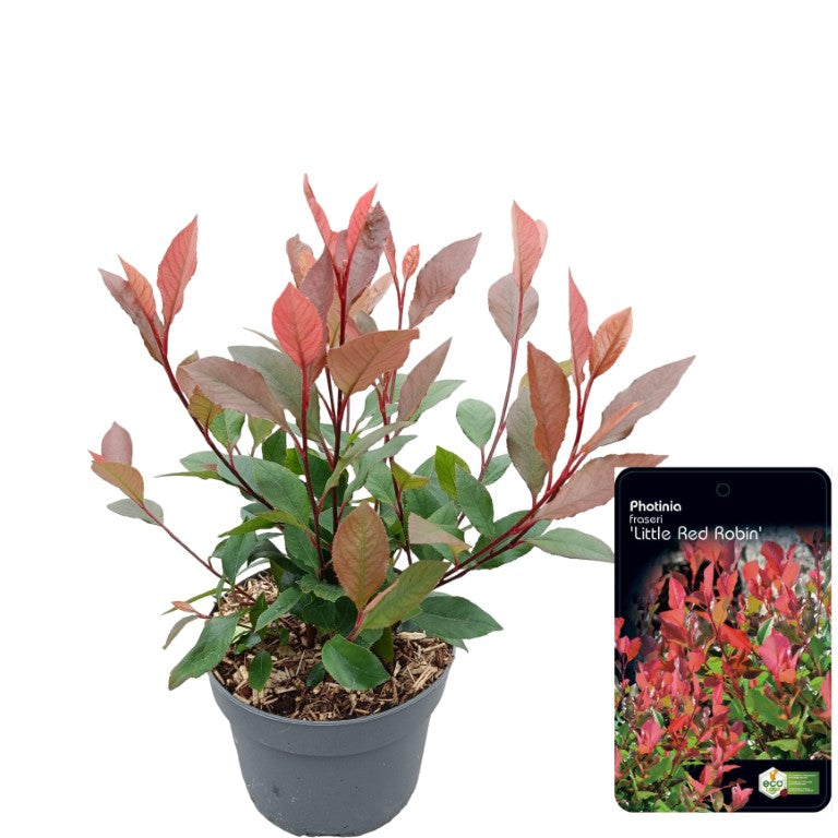 Glansmispel fraseri &