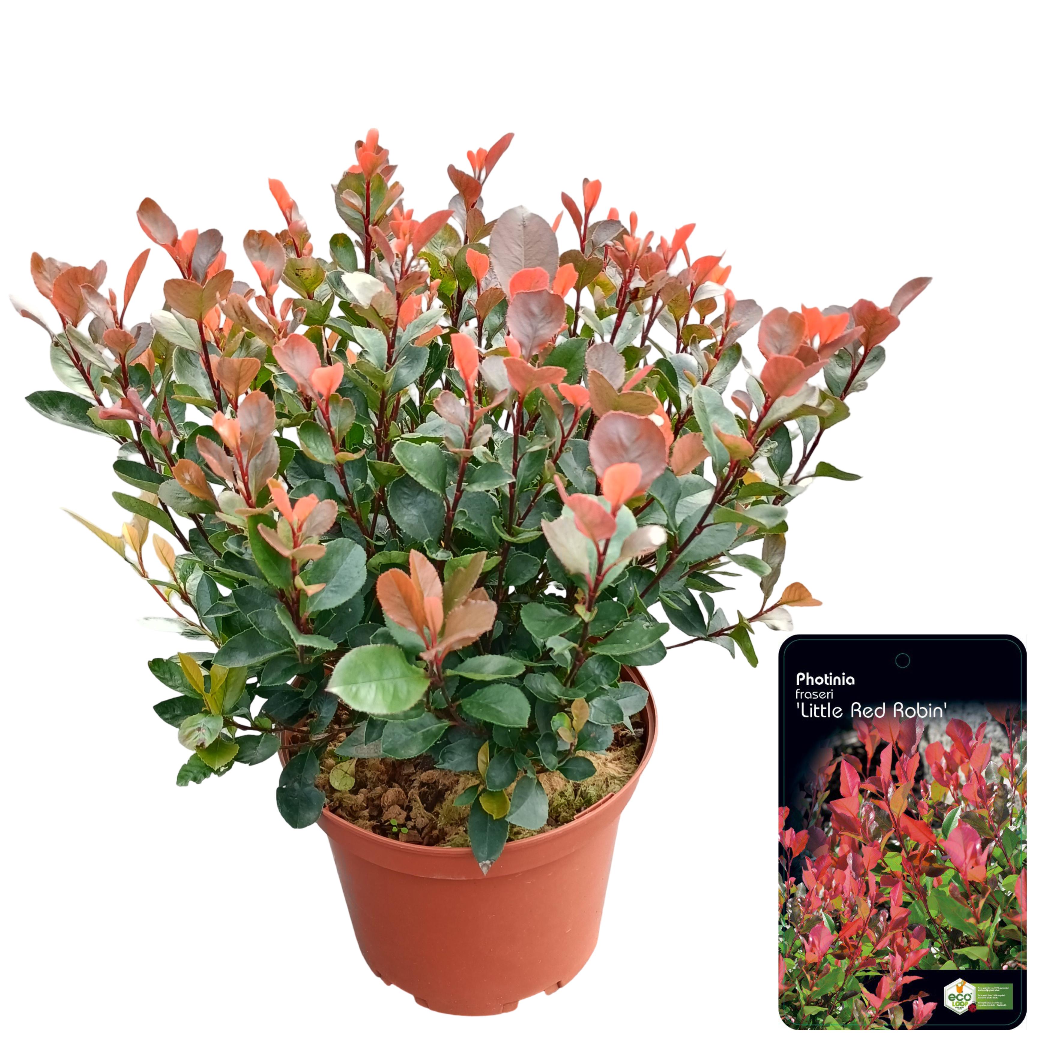 Glansmispel fraseri &