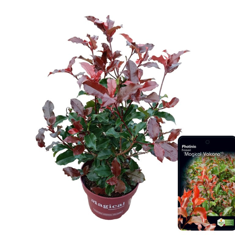 Glansmispel fraseri &
