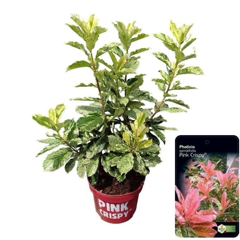 Photinia fraseri &