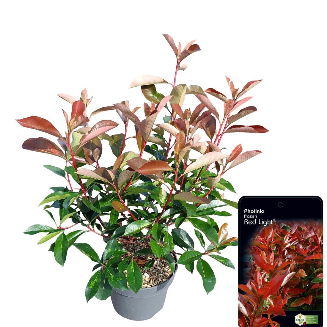 Glansmispel fraseri &