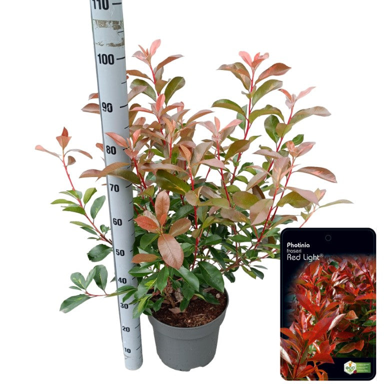 Photinia fraseri &