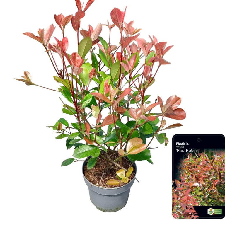 Glansmispel fraseri &