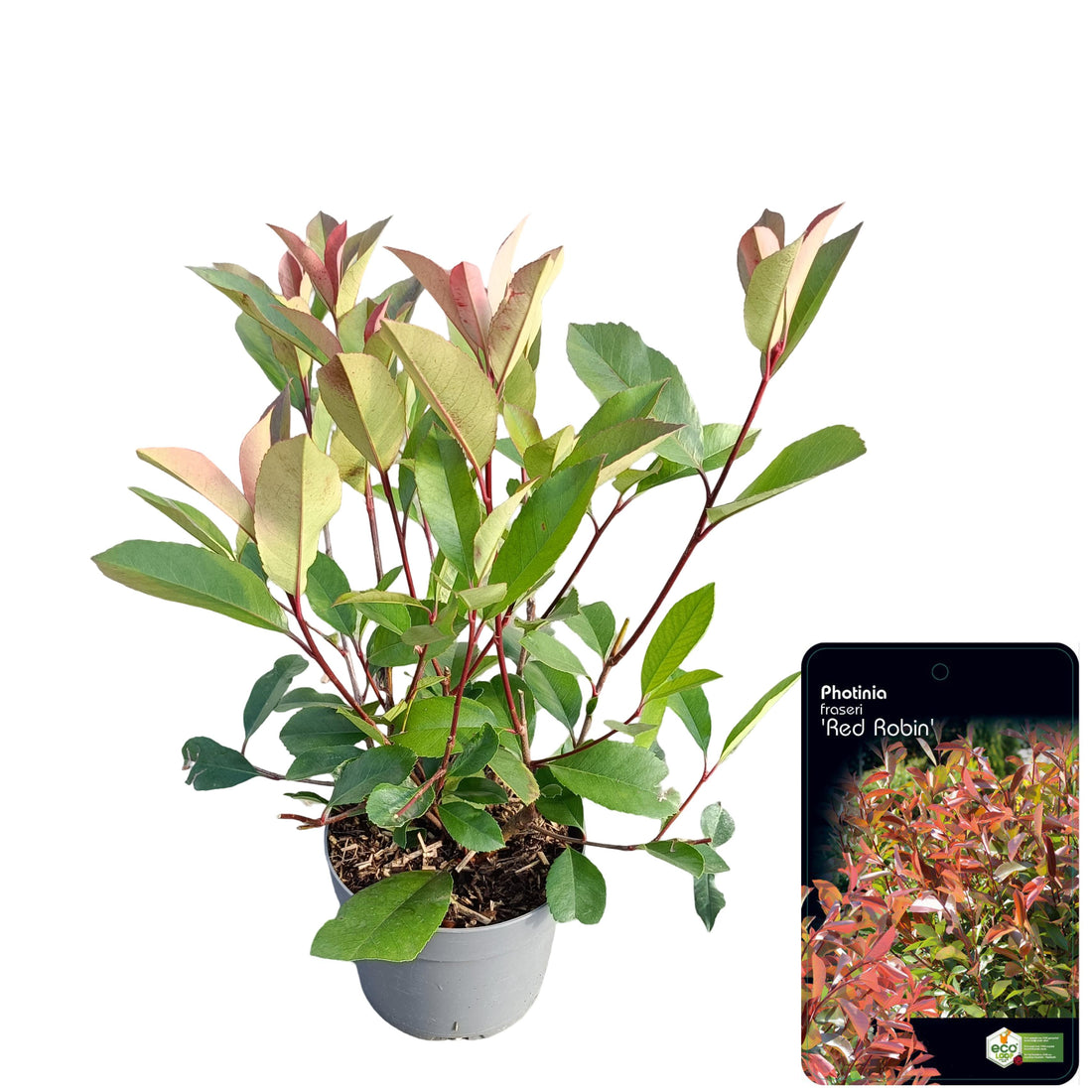 Glansmispel fraseri &