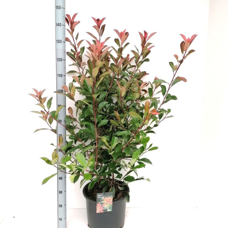 Glansmispel fraseri &