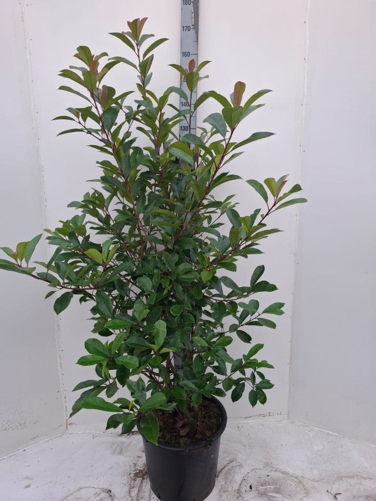 Glansmispel fraseri &