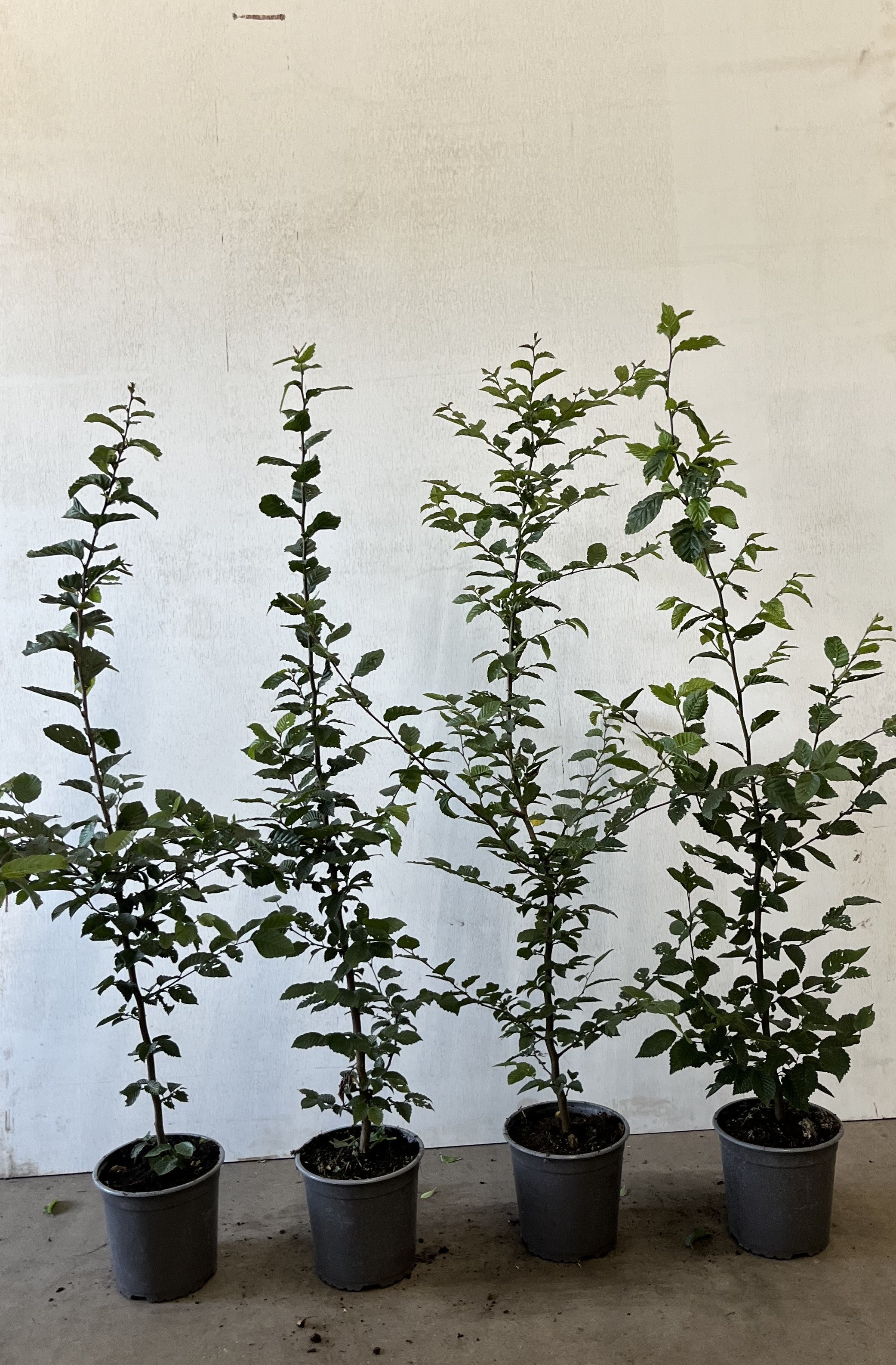Avenbok ; 100-125 cm 5 L kruka klippt