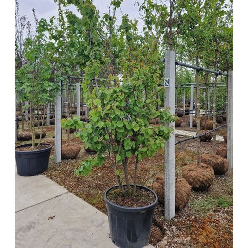 Judasträd - Cercis siliquastrum 250-300 MS CONT