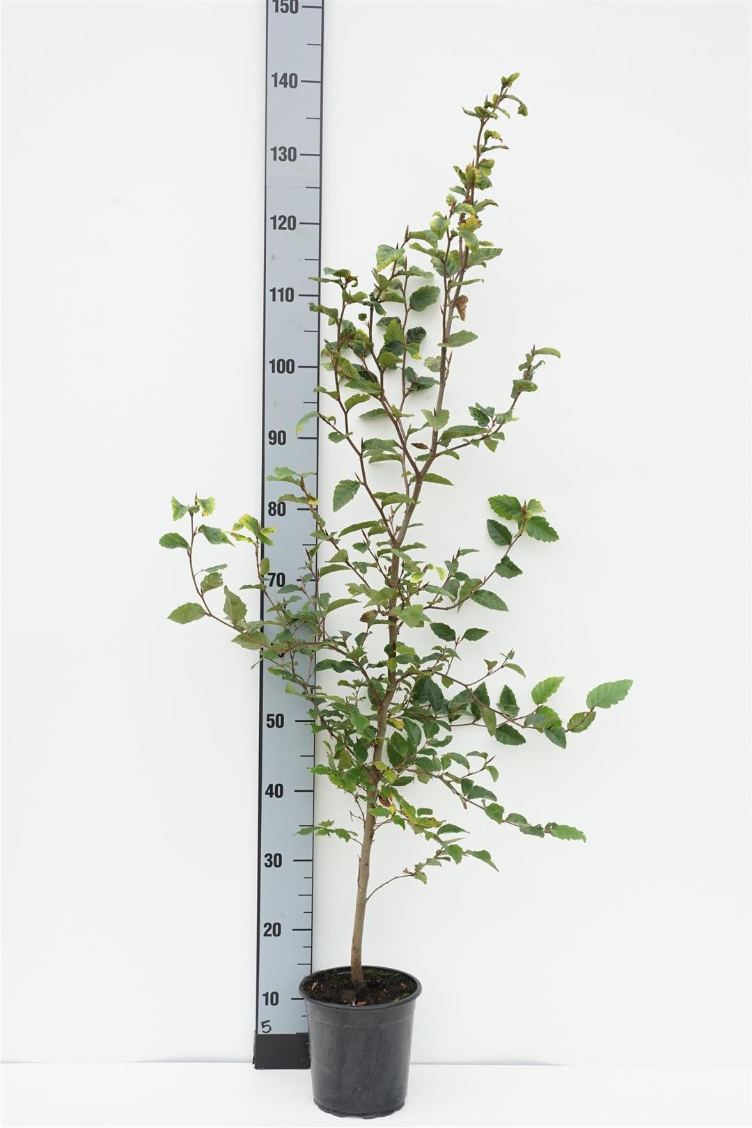 Bok sylvatica - C2,5/P18 100-125 CM