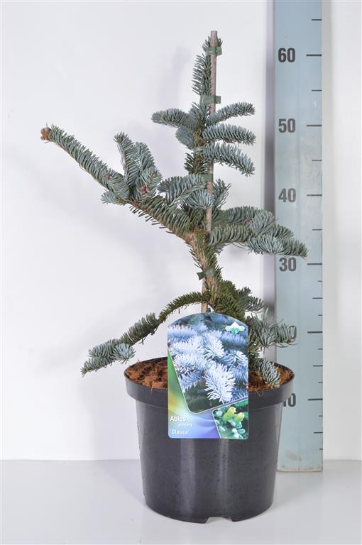 Silvergran procera &