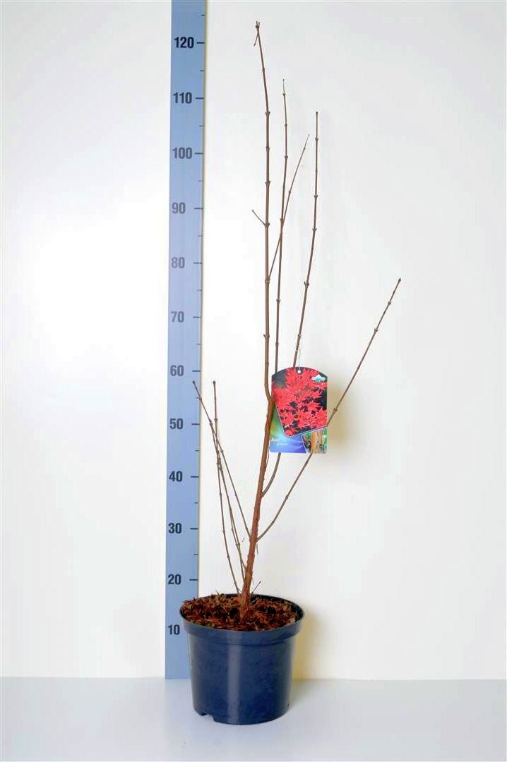 Lönn griseum - C5/P23 60-80 CM