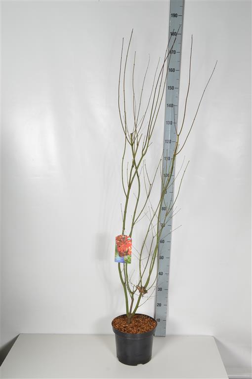 Lönn palmatum - C7,5/P26 100-125 CM