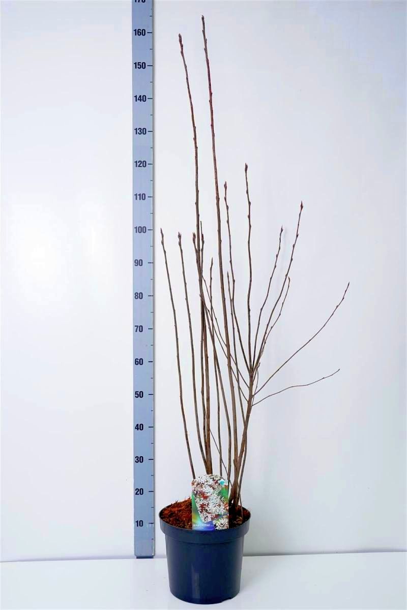 Häggmispel rotundifolia - C7,5/P26 80-100 CM