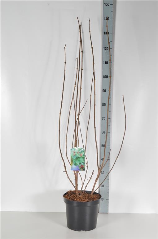 Kryddbuske floridus - C7,5/P26 60-80 CM
