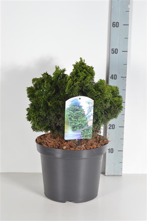 Ädelcypress o. &