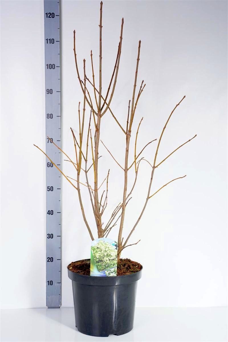 Chionanthus virginicus C10 (10 liters kruka) 100-125 cm