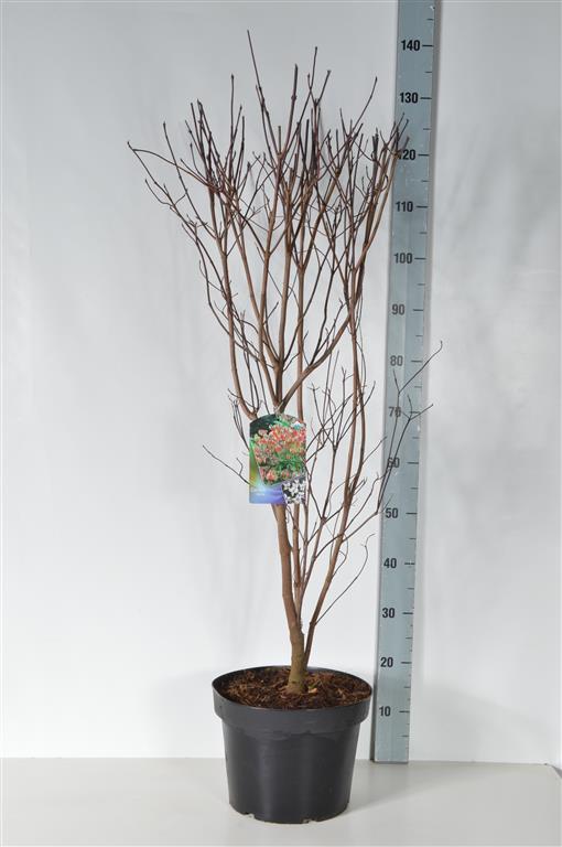 Cornus florida 50-60 cm rotklump