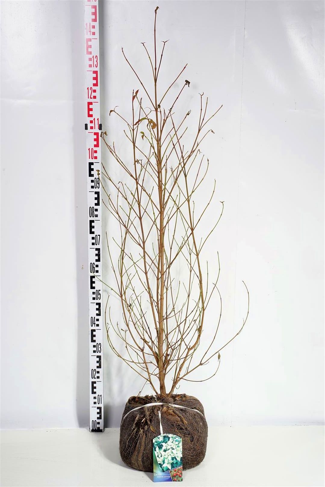 Kornell kousa chinensis - 100-125 CM RB