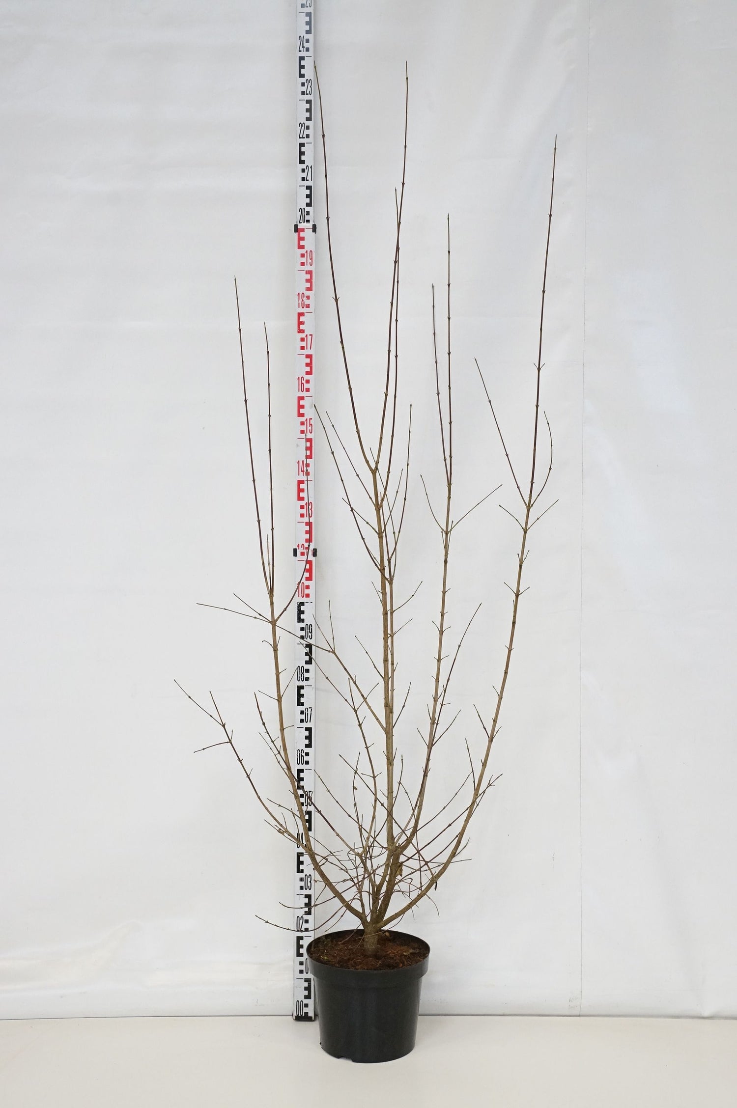 Kornell mas - C10 125-150 CM