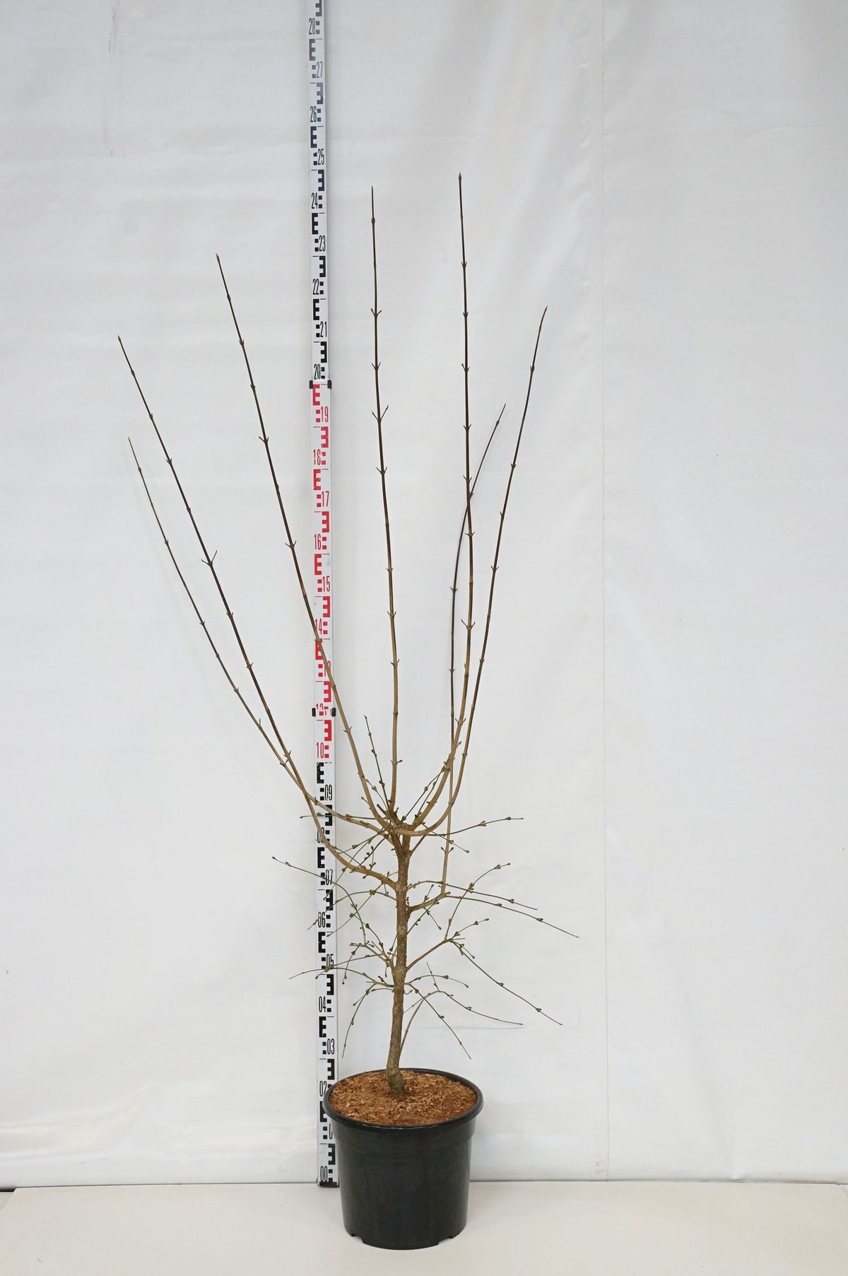 Cornus mas &
