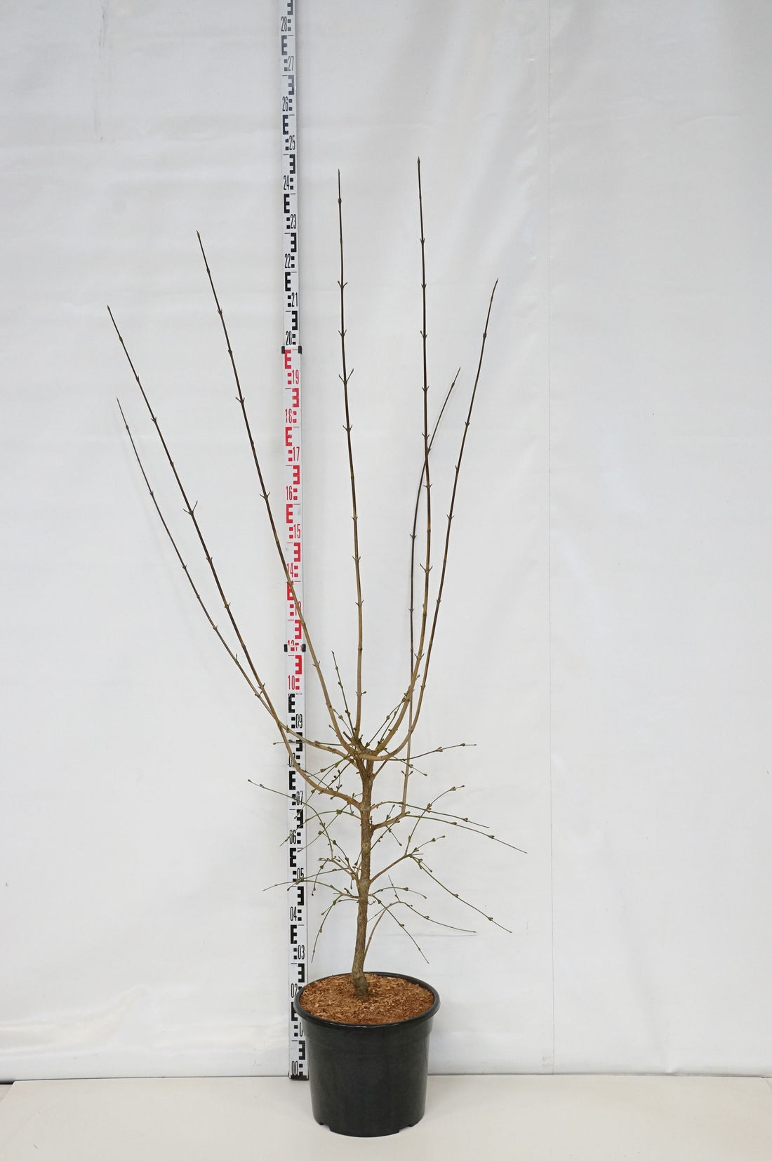 Cornus mas &