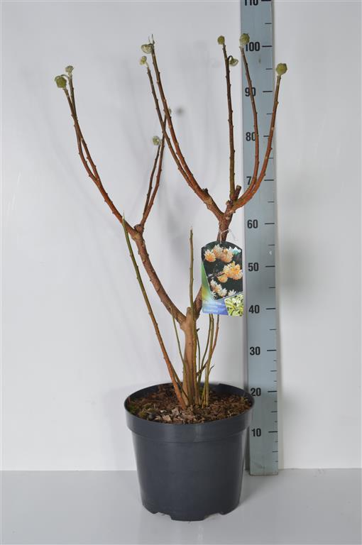 Edgeworthia chrys. &