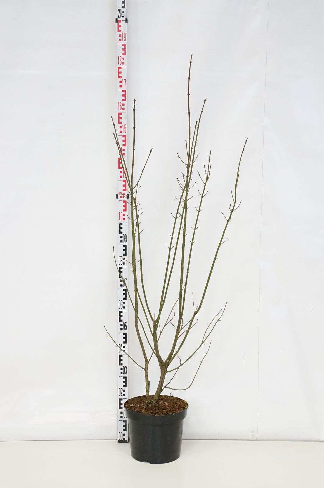 Benved europaeus - C10 100-125 CM