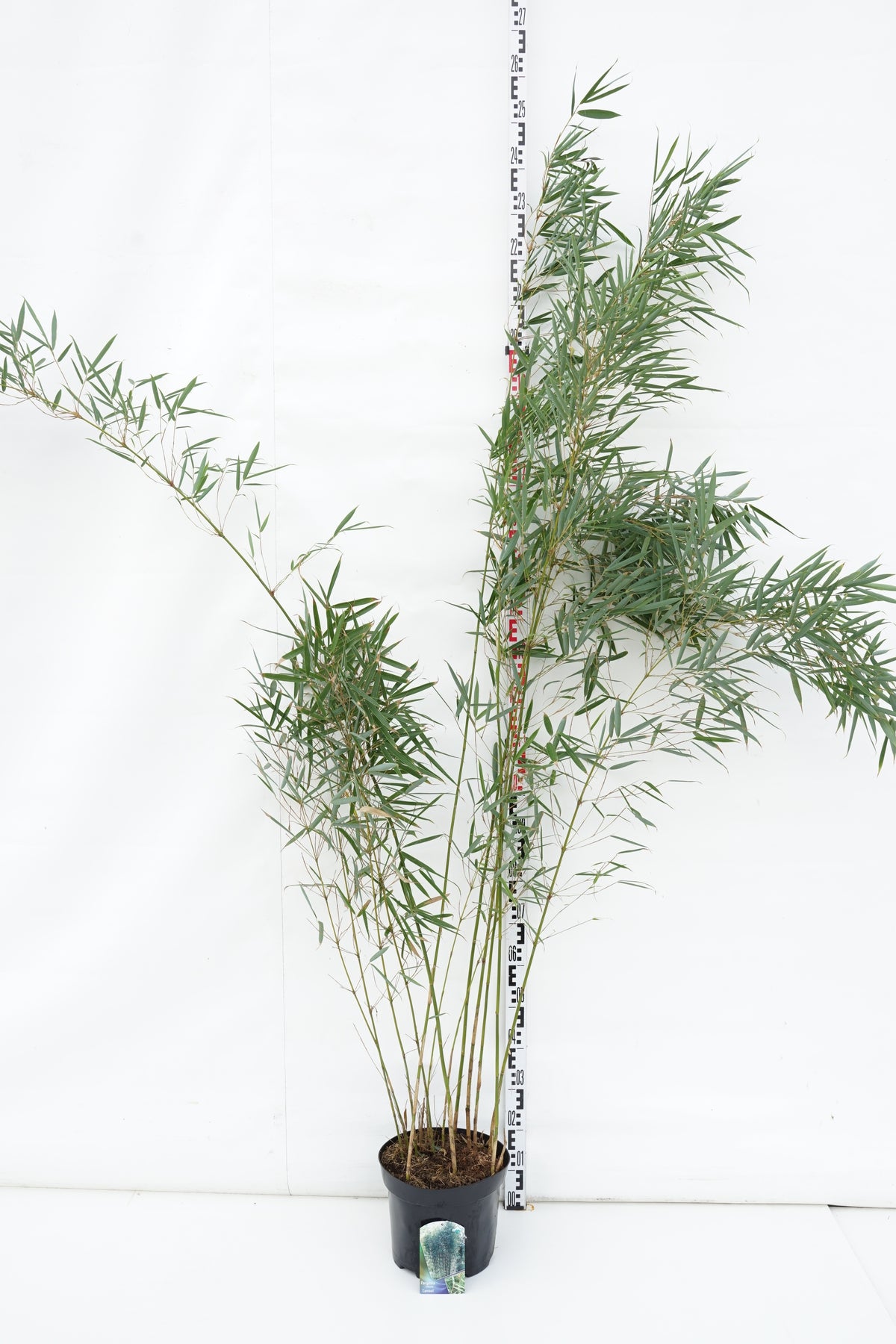 Fargesia robusta &