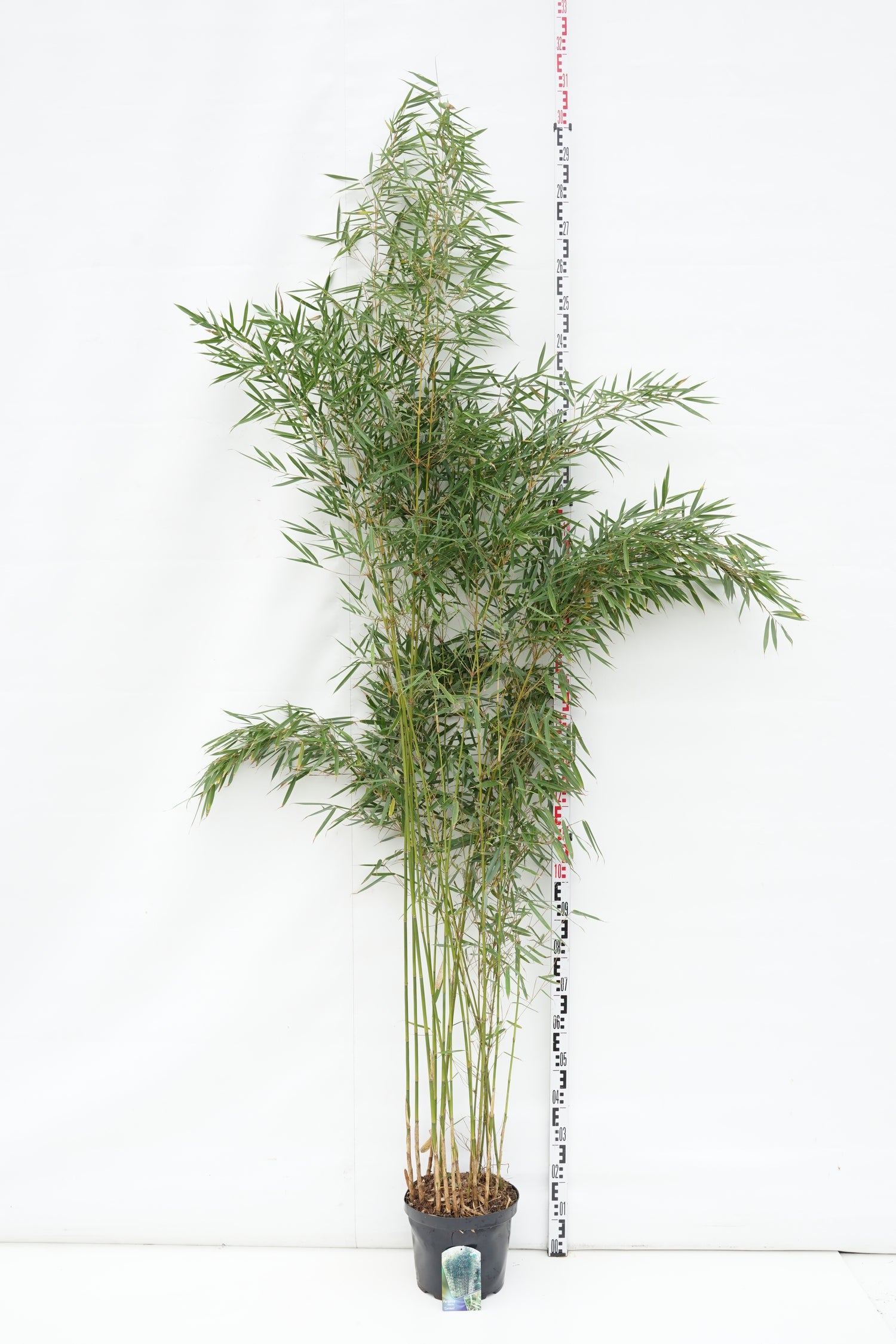 Fargesia robusta &
