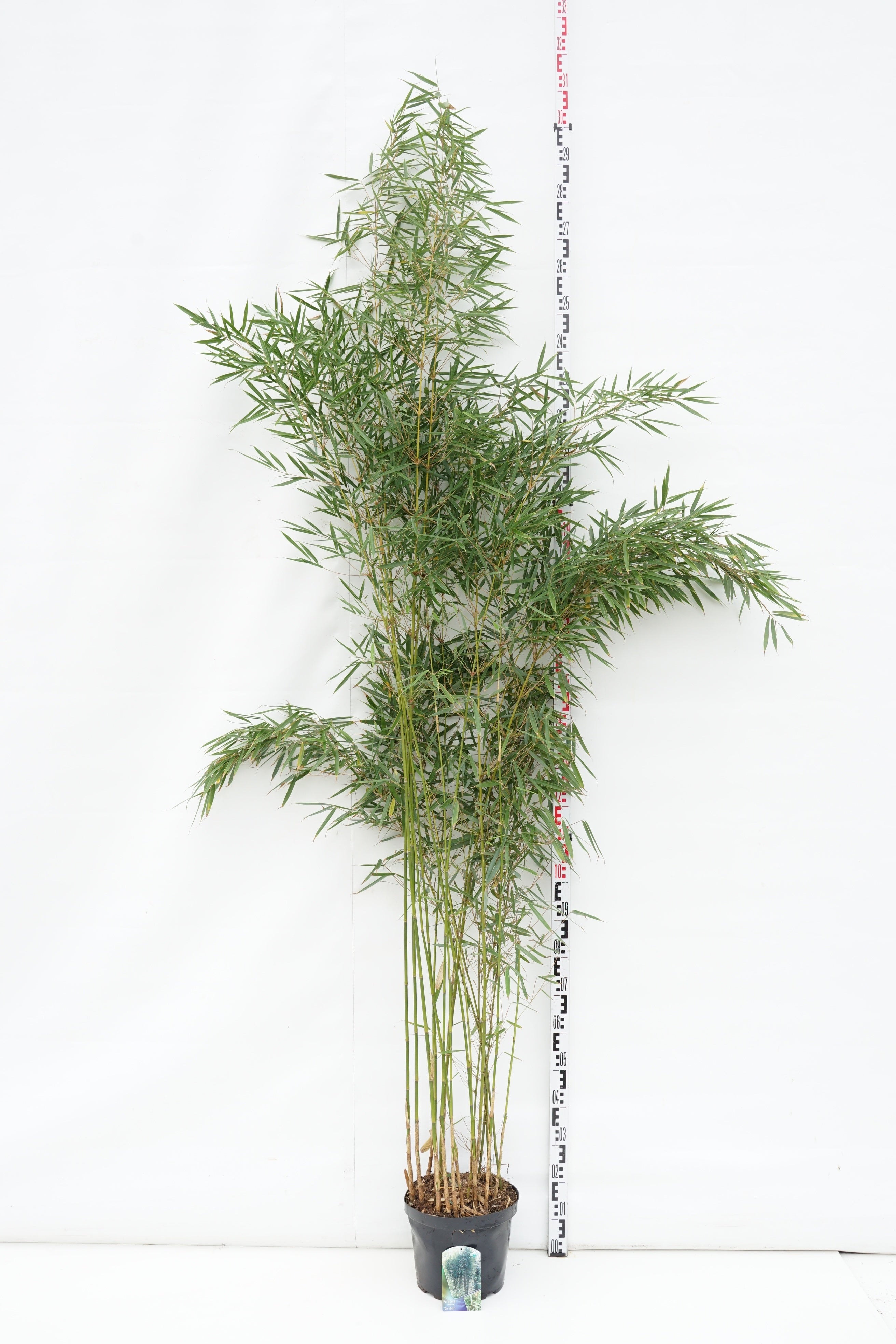 Fargesia robusta &