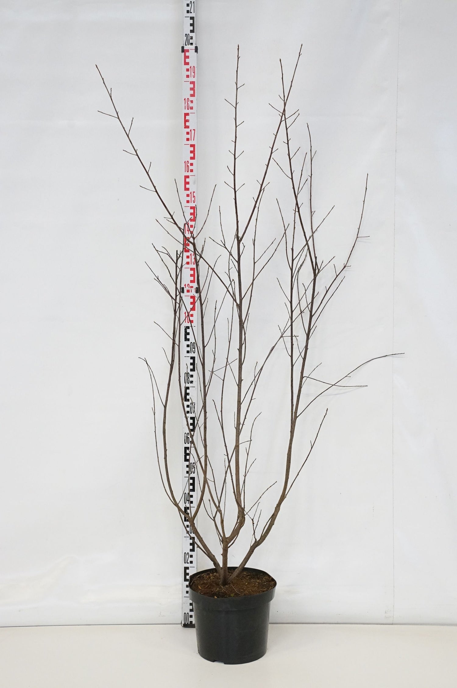 Brakved alnus (Rhamnus) - C10 125-150 CM