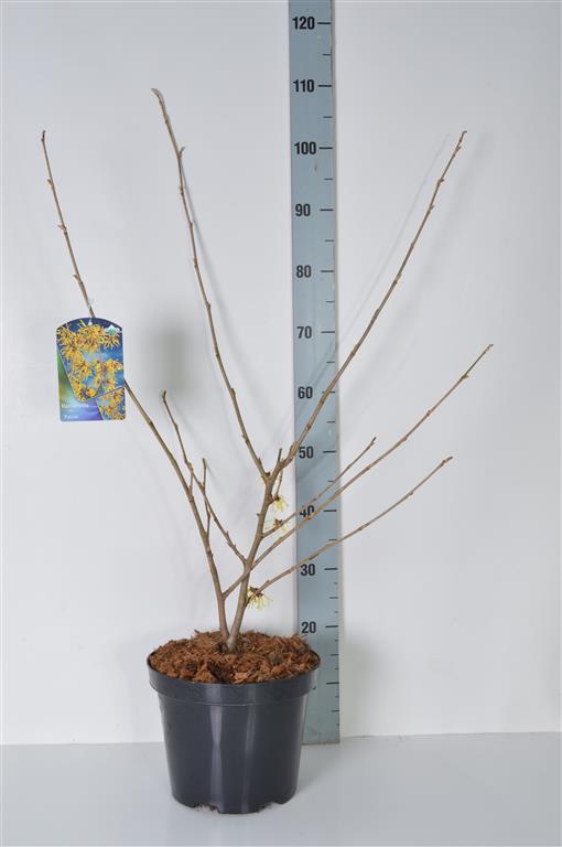 Hamamelis int. &