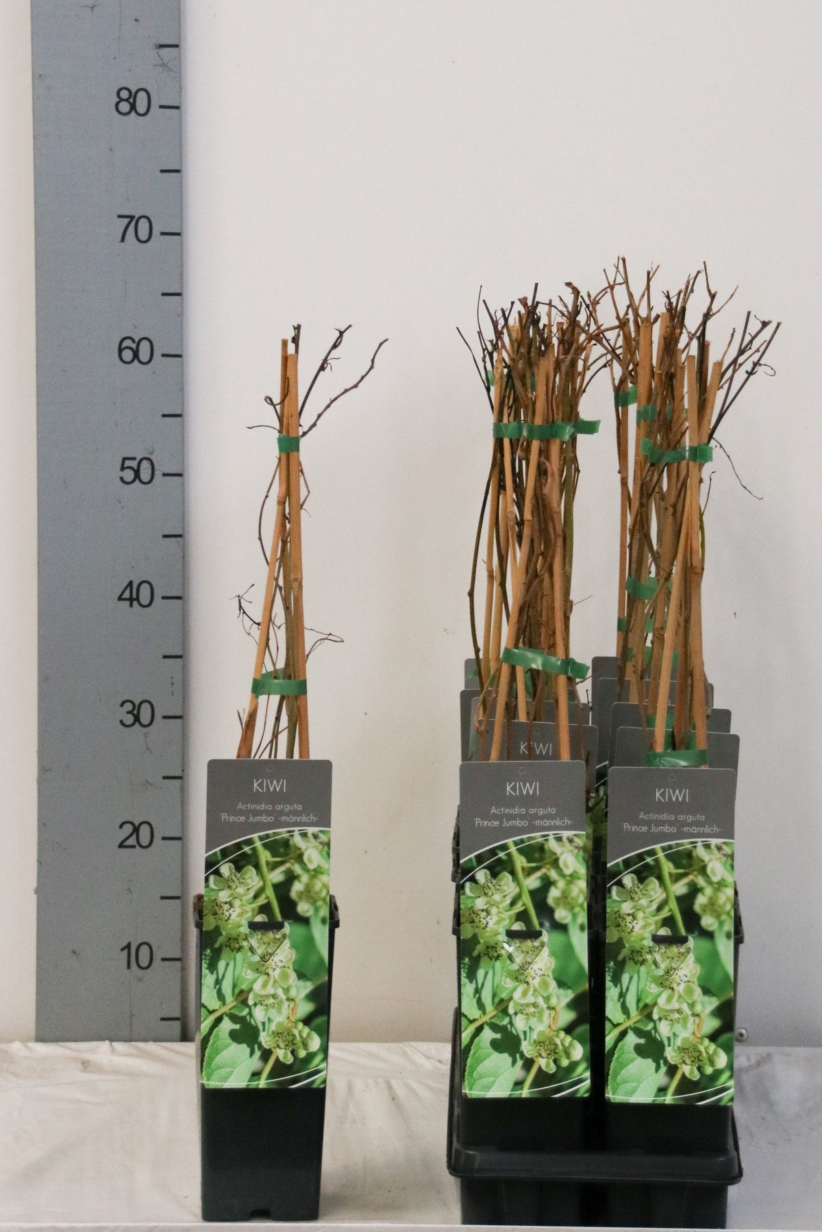 Hibiscus syriacus &