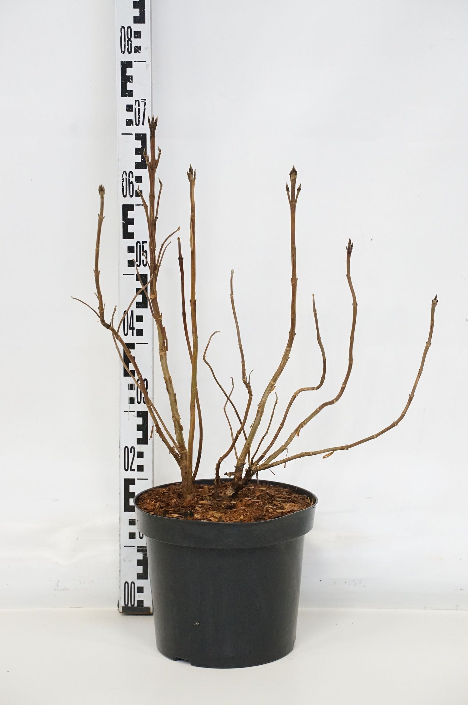 Hortensia asp. &