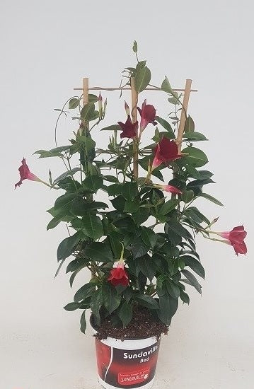 Hortensia pan. &