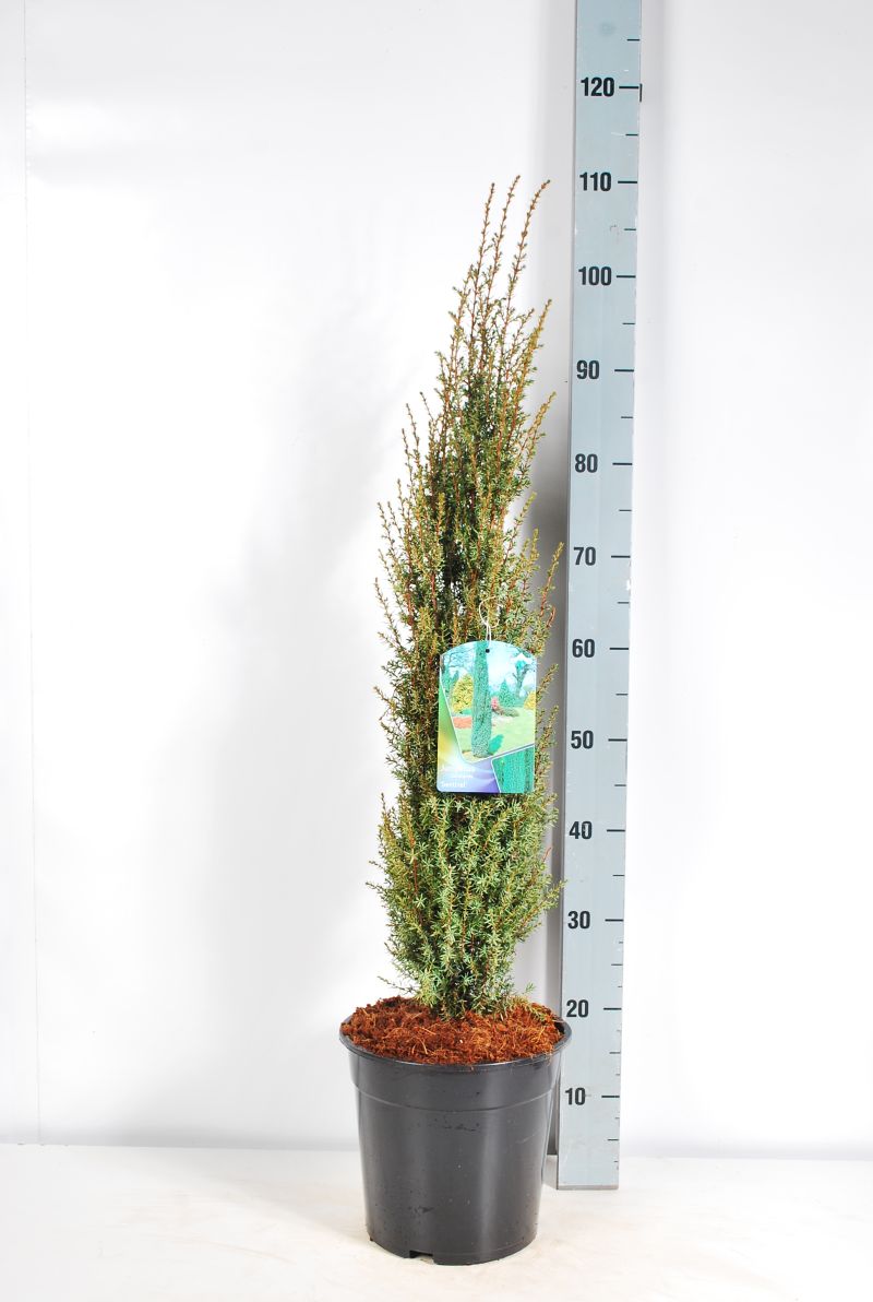 Juniperus comm. &