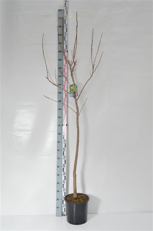 Lyktträd paniculata - C15 175-200 CM
